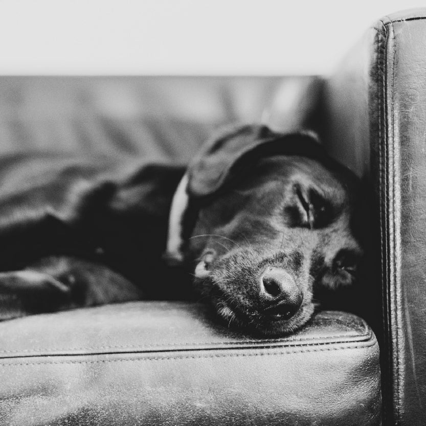 Fire Dog Beds/Blankets - Budpants