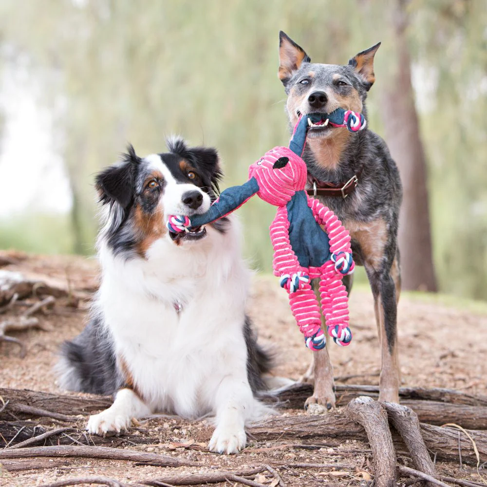 KONG Floppy Knots Bunny Dog Toy - Budpants