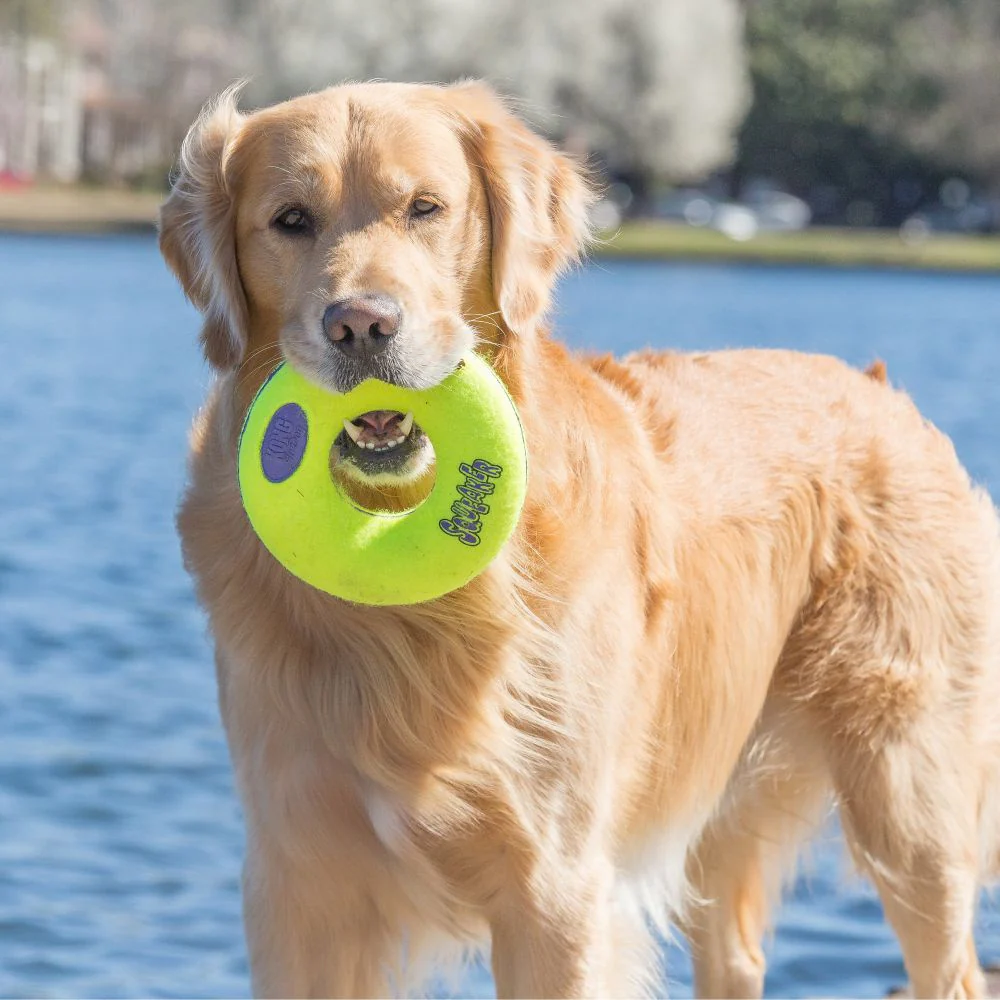 KONG Squeaker Donut Dog Toy - Budpants