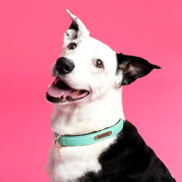 ZippyPaws Vivid Collection Teal Dog Collar - Budpants