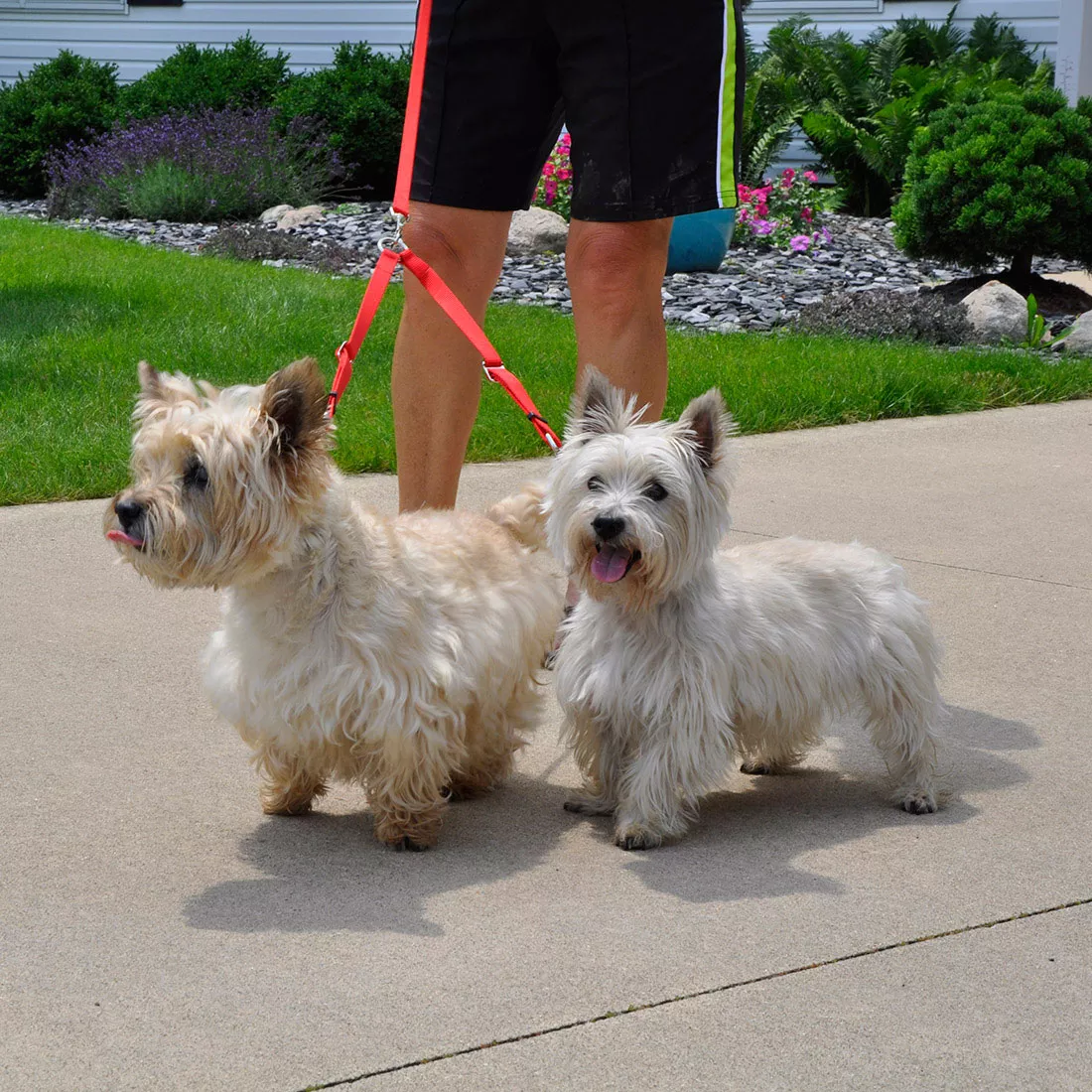 COASTAL  ADJUSTABLE COUPLERS FOR DOG LEADS - Budpants