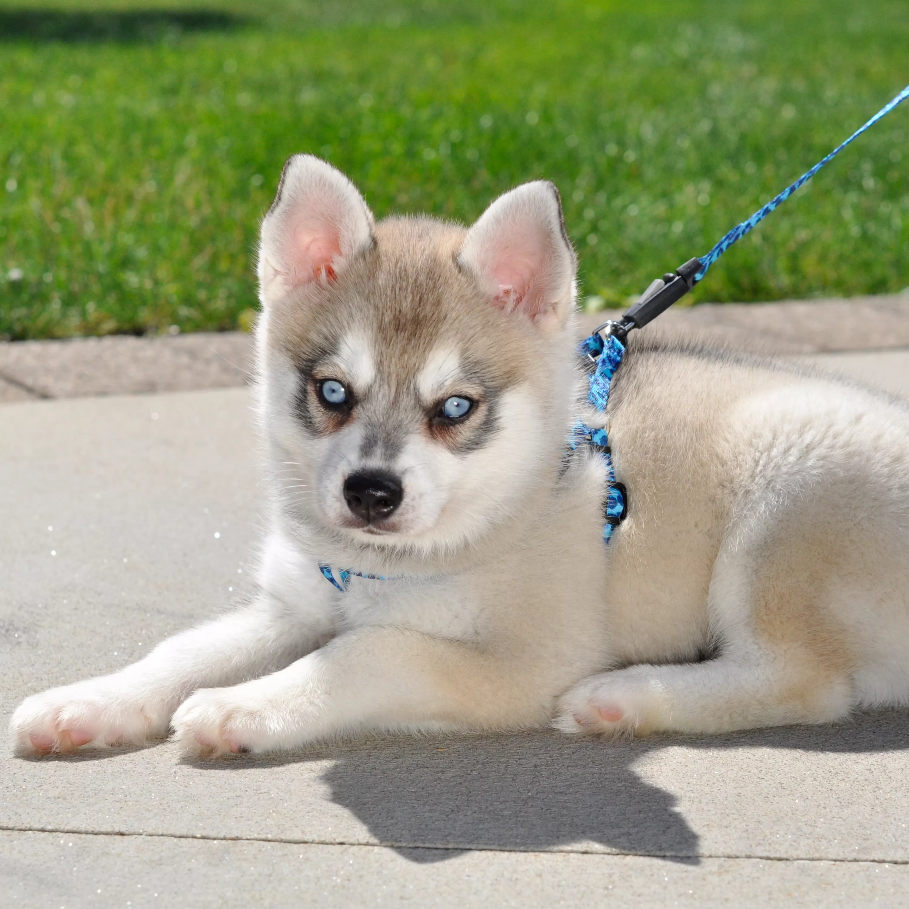 Coastal 5/16 Lil Pals Dog Leashes - Budpants