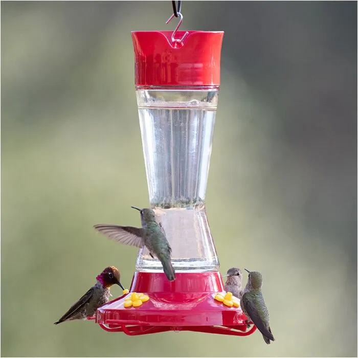 PERKY PET PINCH WAIST 12oz GLASS HUMMINGBIRD FEEDER - Budpants