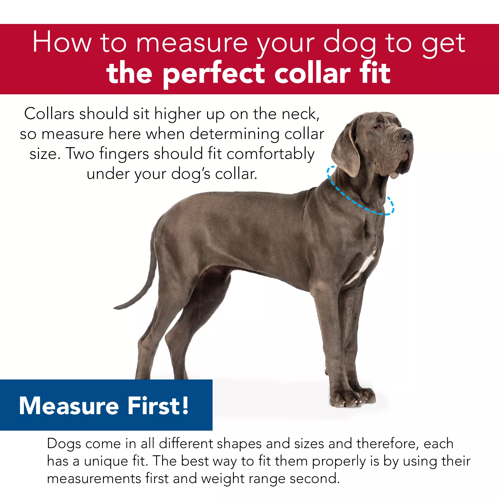 Coastal Sunburst Collar with Bone - Budpants