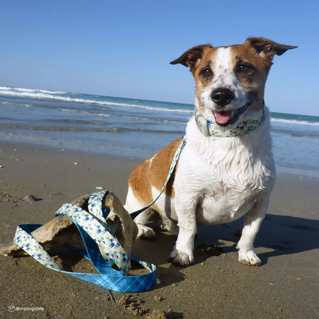Coastal 1-in Sublime 6-ft Dog Leashes - Budpants