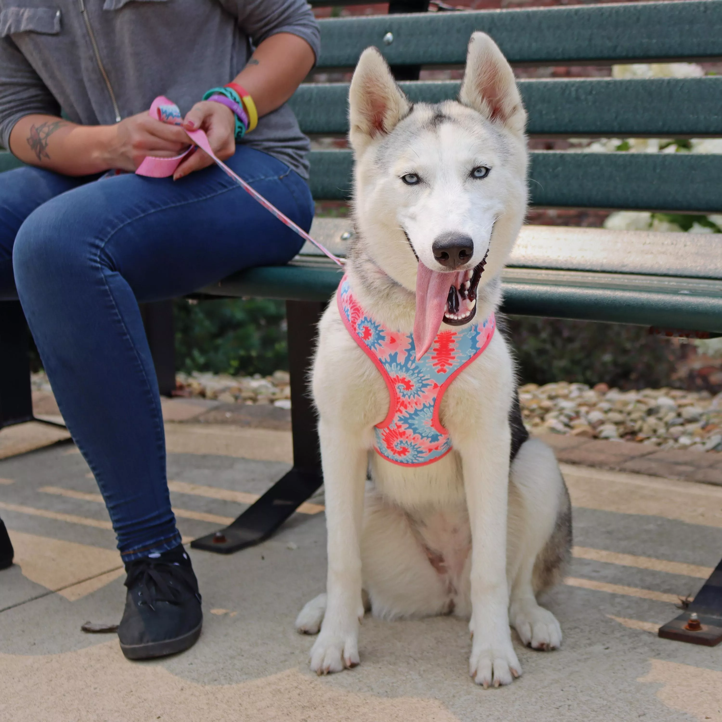 Coastal Sublime  Reversible Dog Harness - Budpants