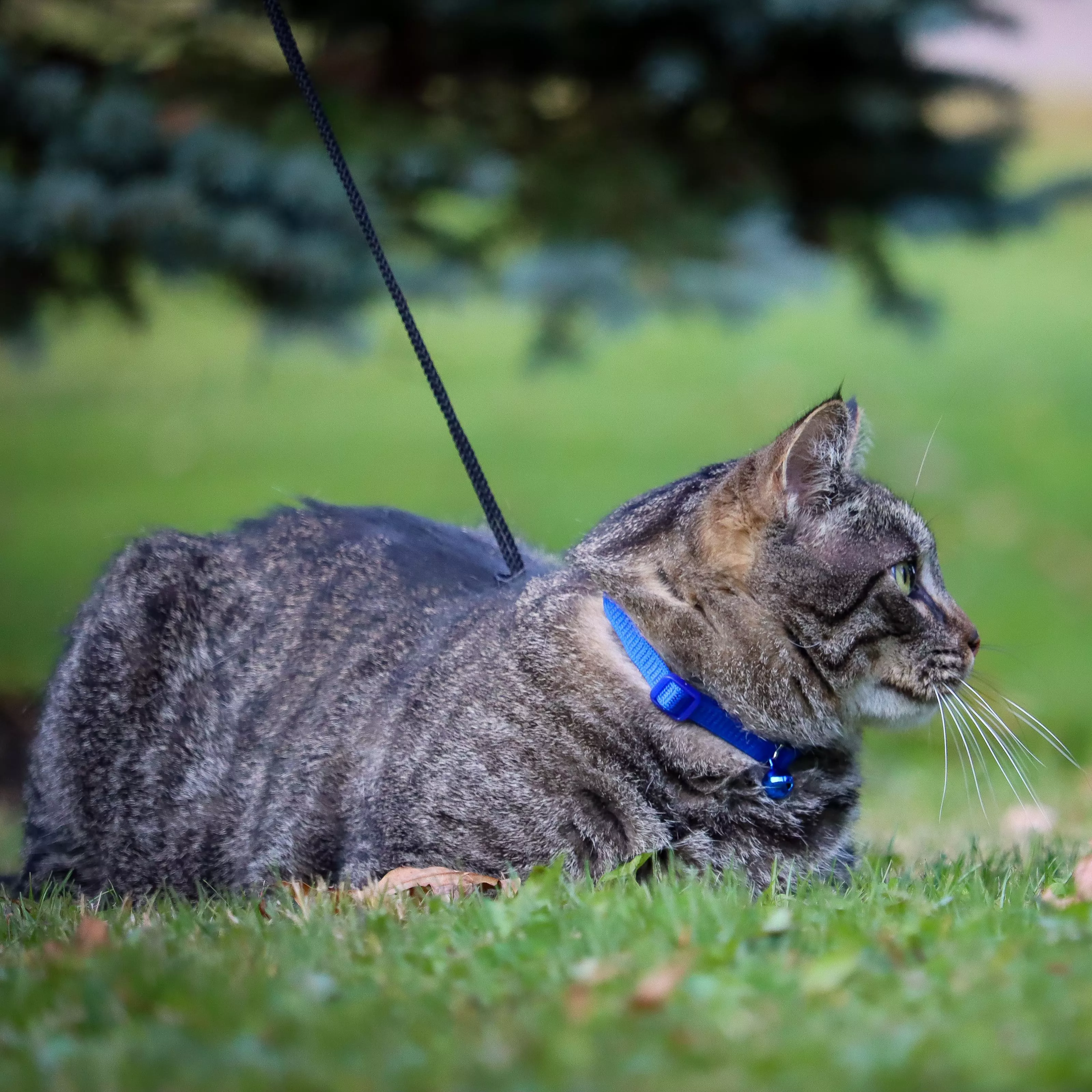 COASTAL 3/8in Safe Cat Adjustable Snag-Proof Breakaway Collars - Budpants