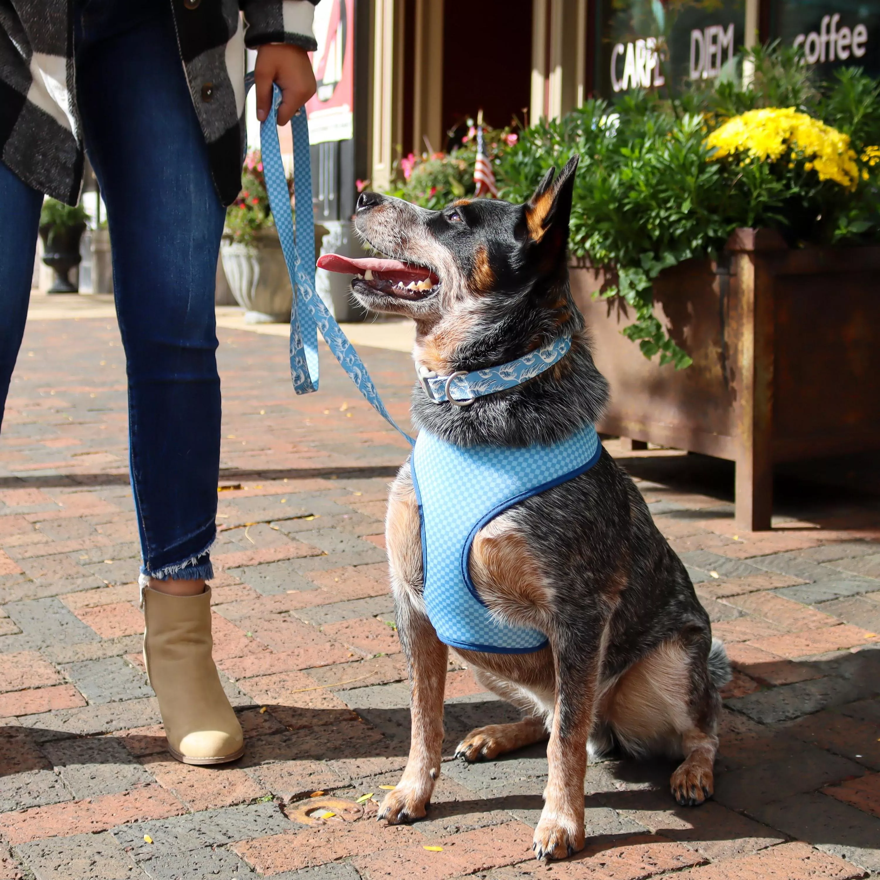 Coastal Adjustable Sublime Dog collars - Budpants