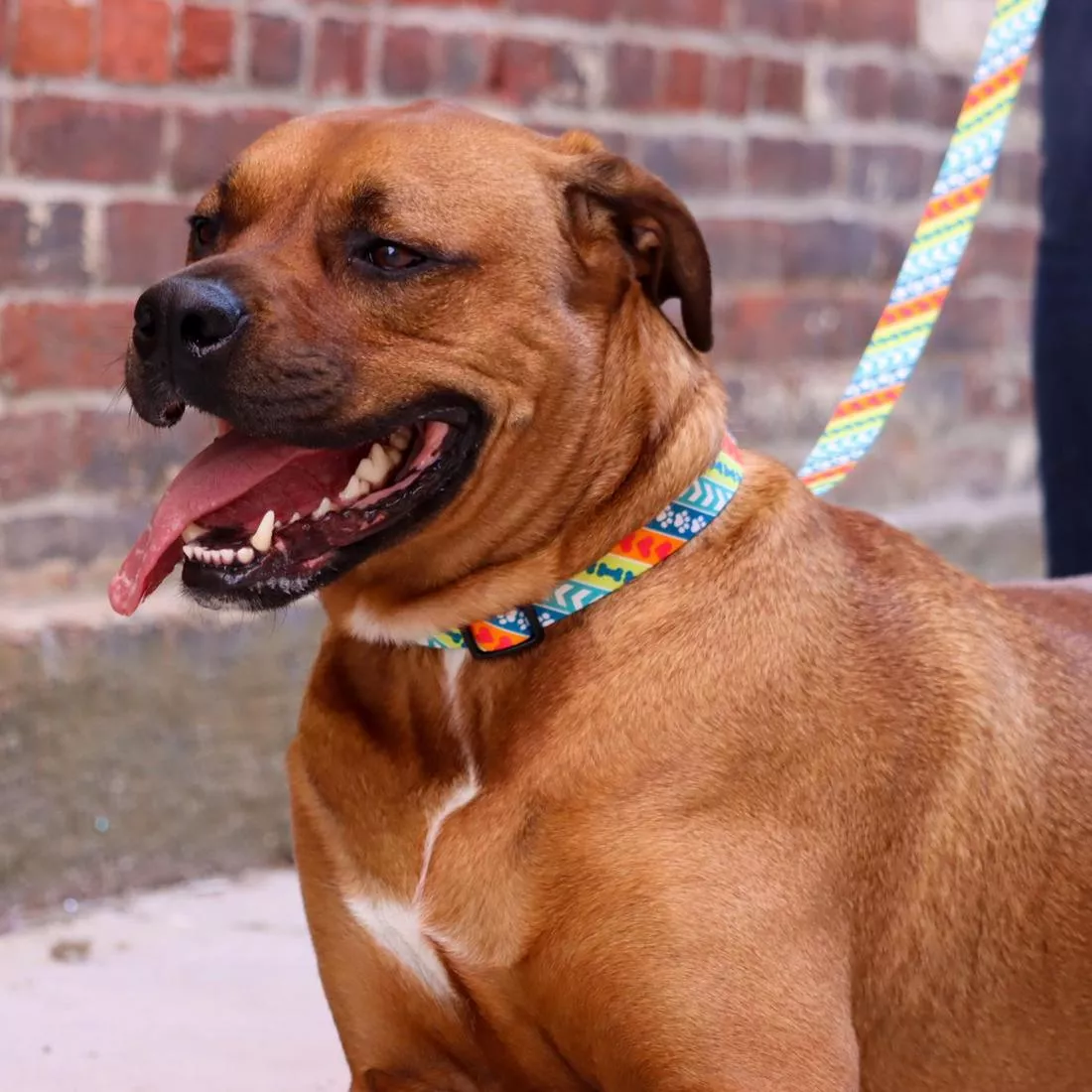 Leader dogs for the Blind Style 6ft Dog Leashes - Budpants