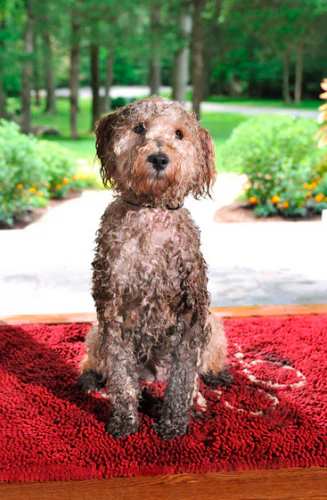Dog Gone Smart Dirty Dog Medium Doormats - Budpants