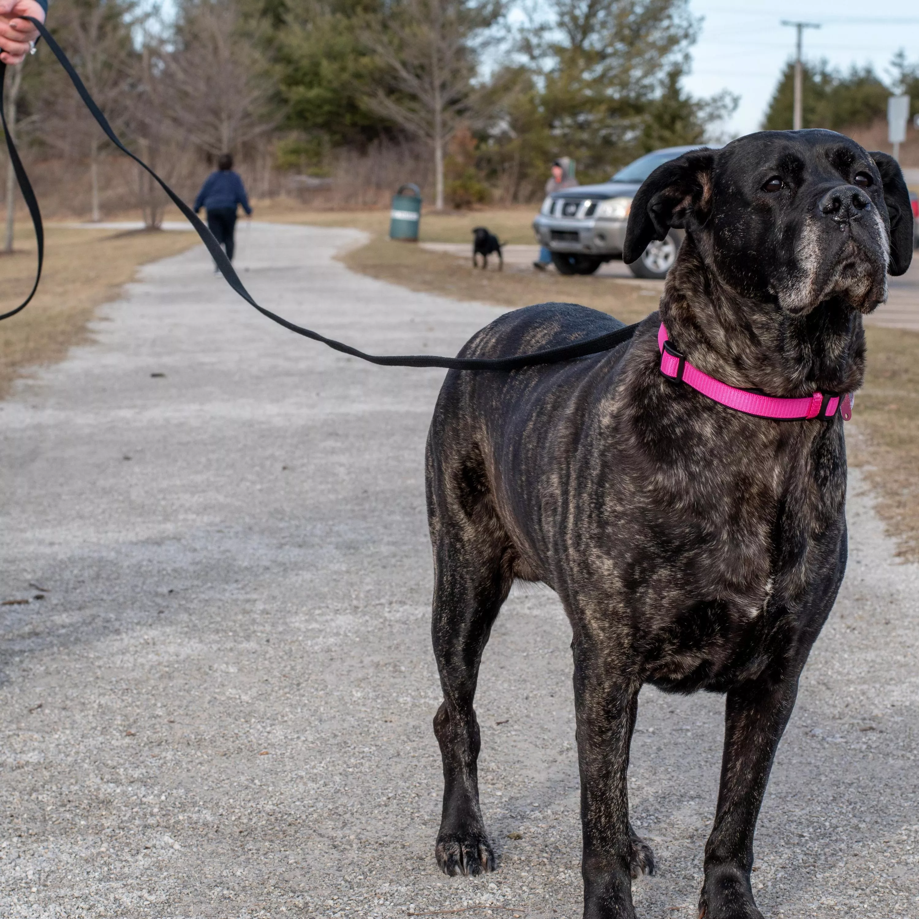 COASTAL 5/8in Extra Long Training Leads - Budpants