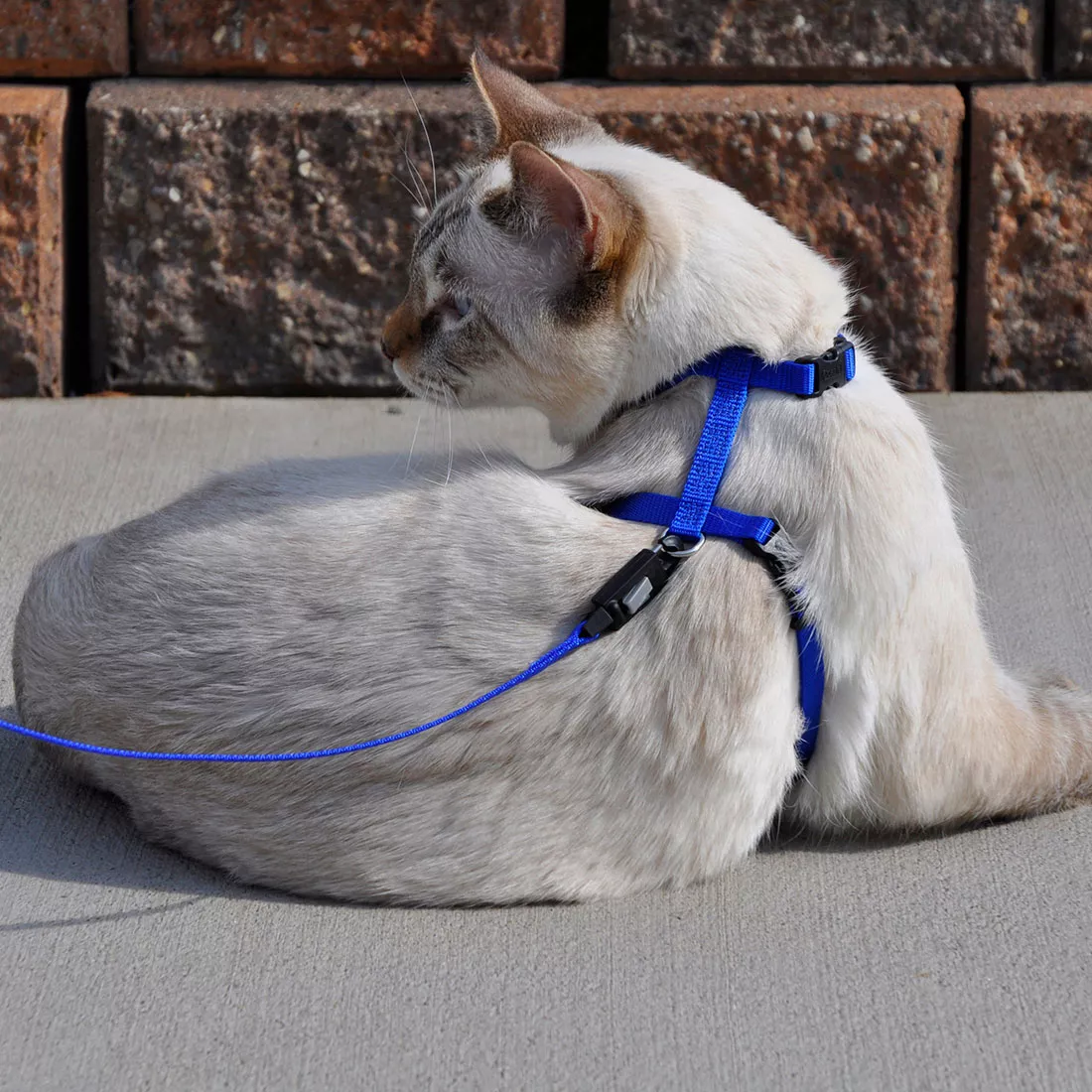 Coastal 3/8-in EZ Snap Cat 6-ft Lead - Budpants