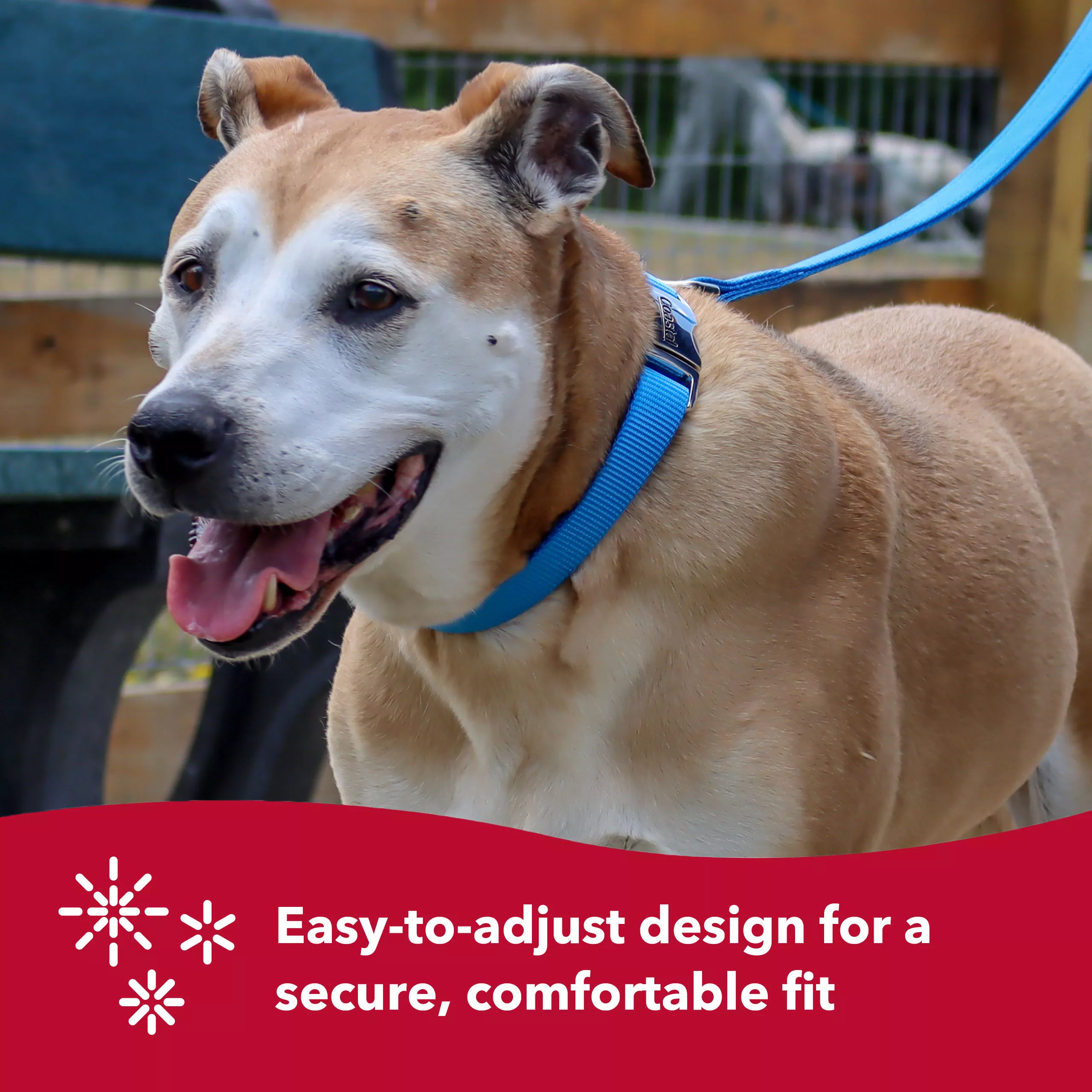 Coastal Adjustable Dog Collar with Metal Buckle - Budpants