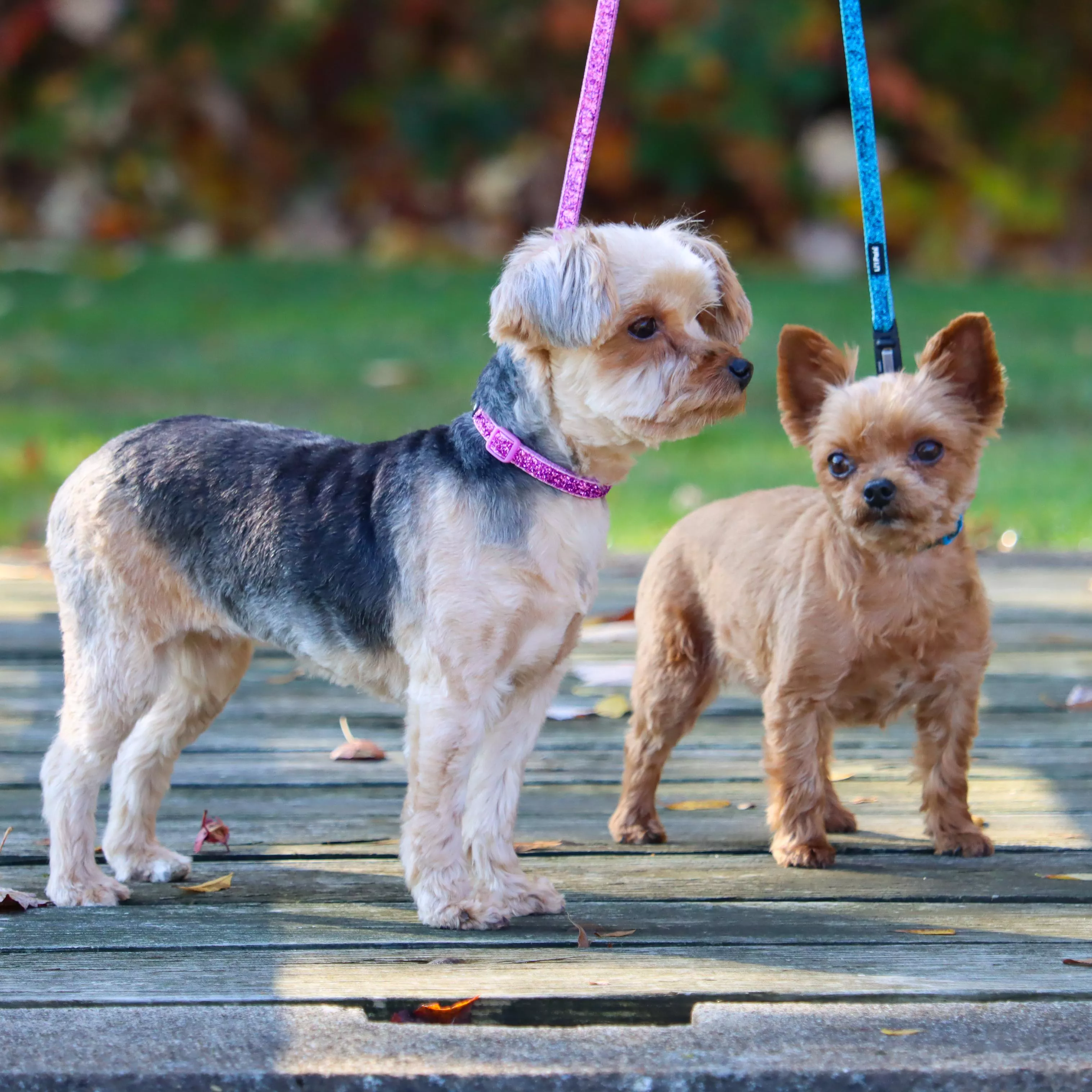 Coastal Lil Pals Glitter Overlay Leash - Budpants