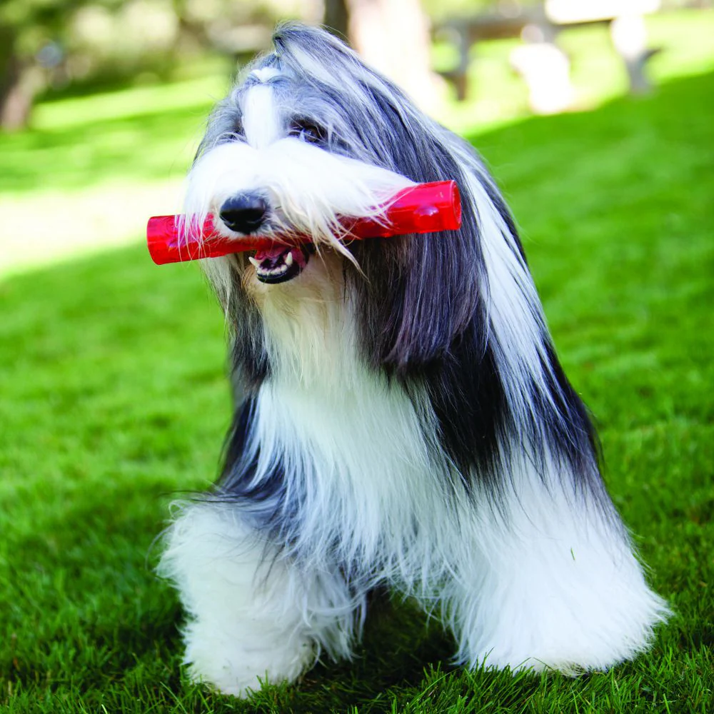 KONG Squeezz Stick Dog Toy - Budpants