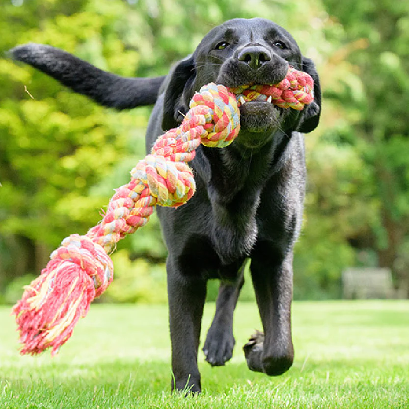 Fire Dog Toys - Budpants