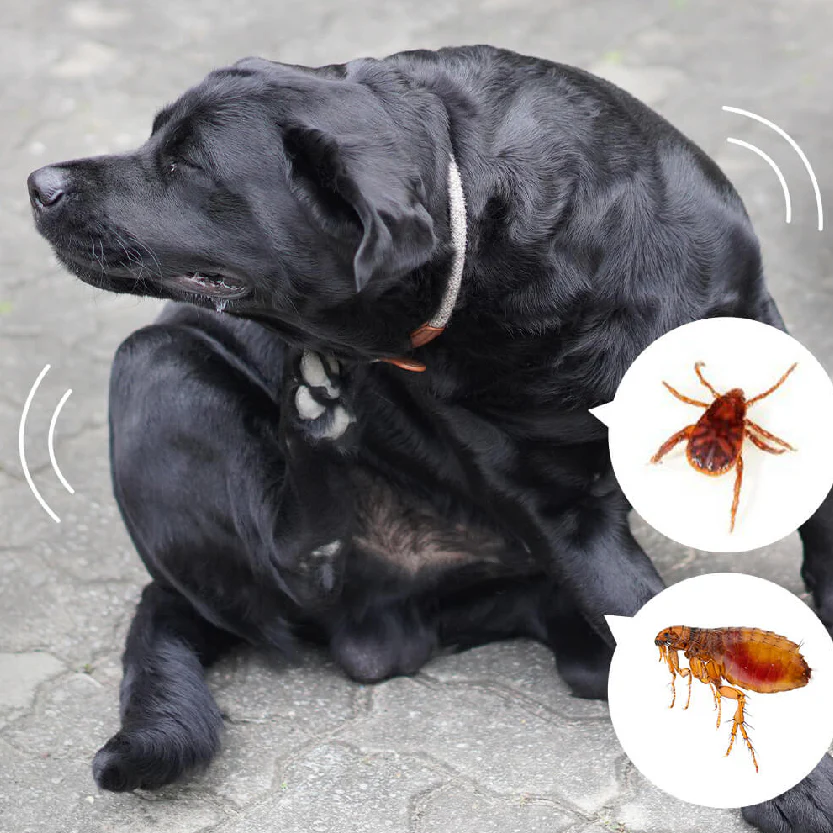 Fire Dog Flea Prevention - Budpants