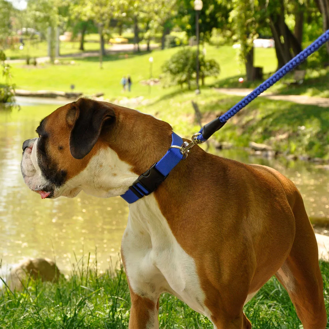 Coastal Pet Products Tuff Buckle Adjustable Nylon Small Dog Collar - Budpants