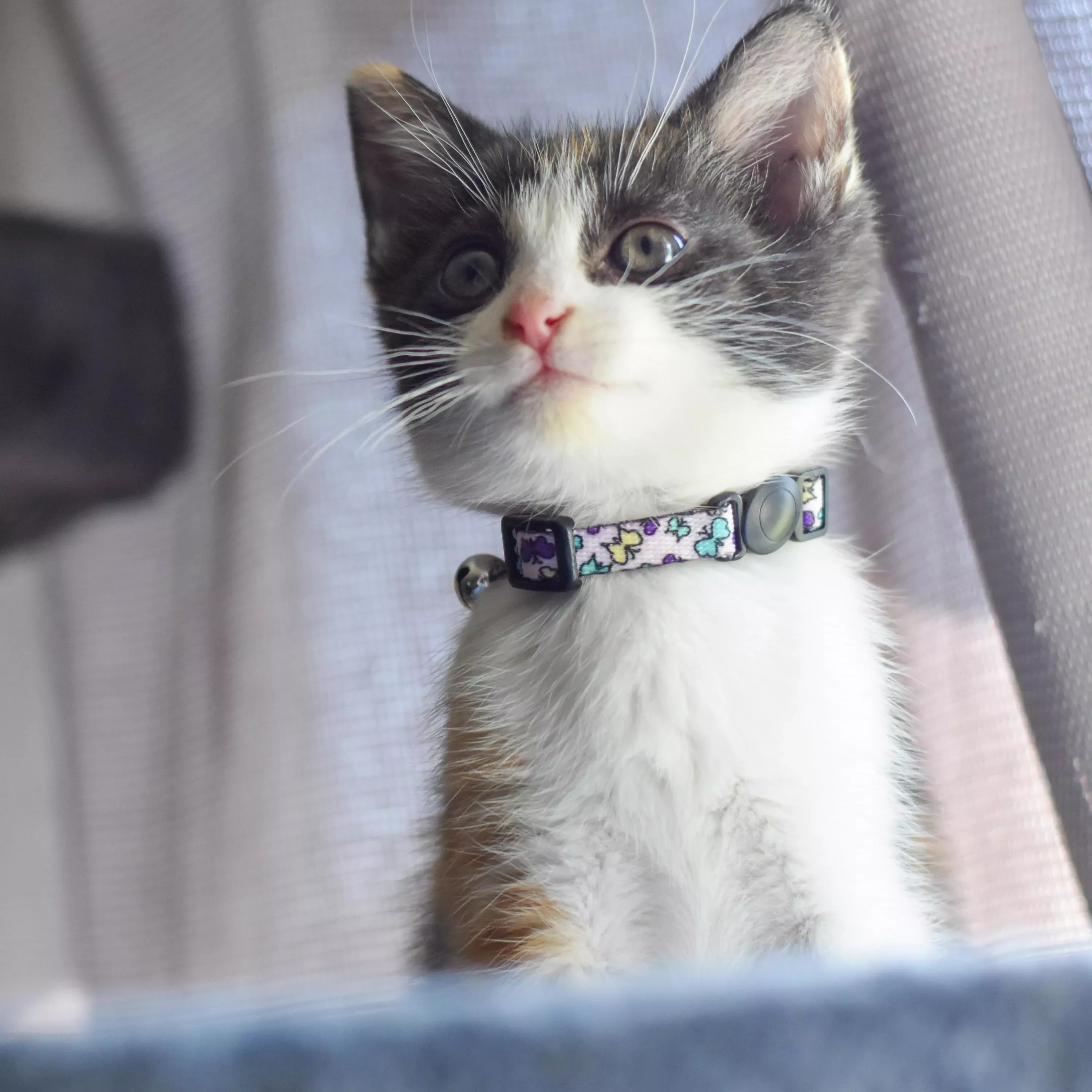 COASTAL LIL PAL ADJUSTABLE KITTEN COLLARS - Budpants