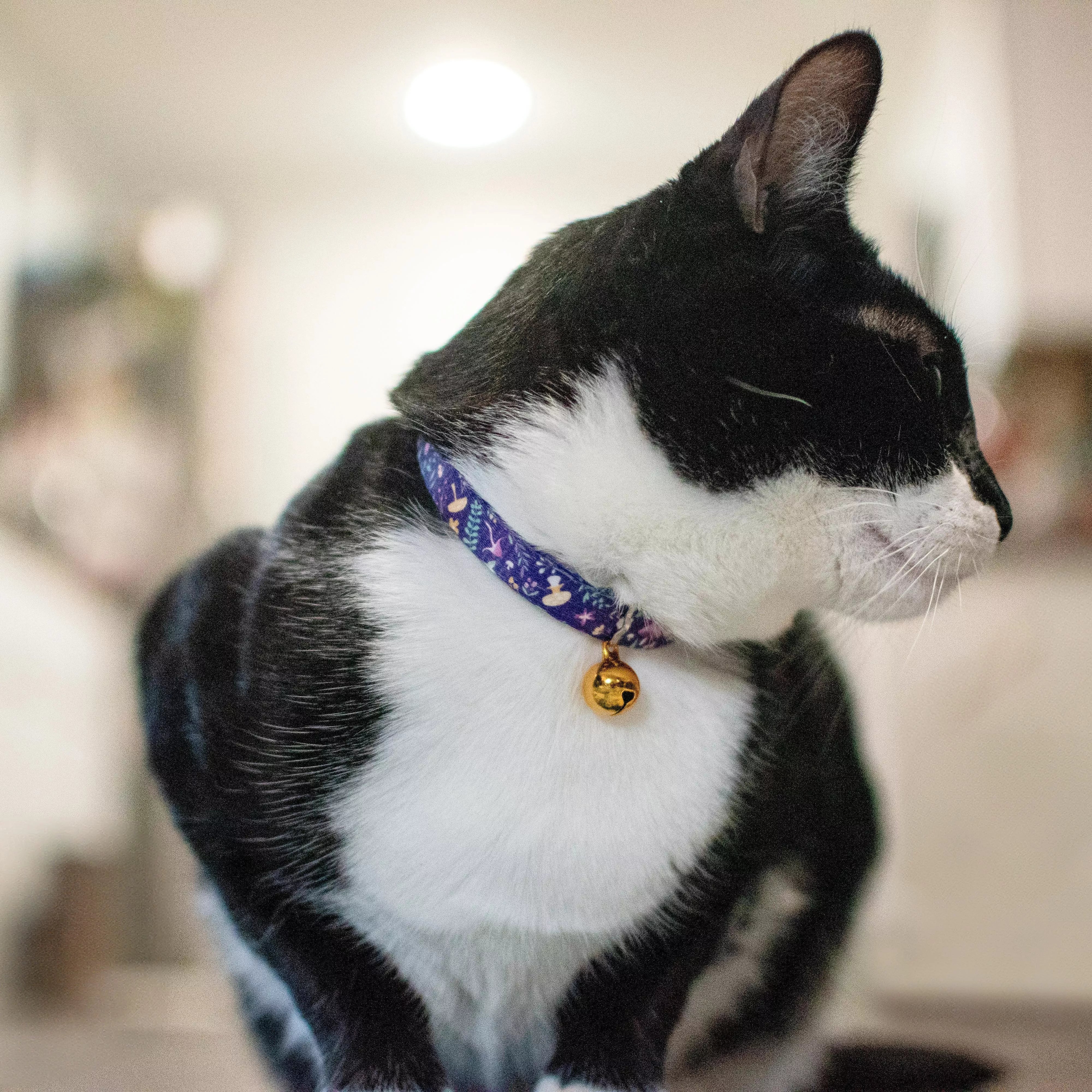 Coastal 3/8in Safe Cat Fashion Adjustable Breakaway Collars - Budpants