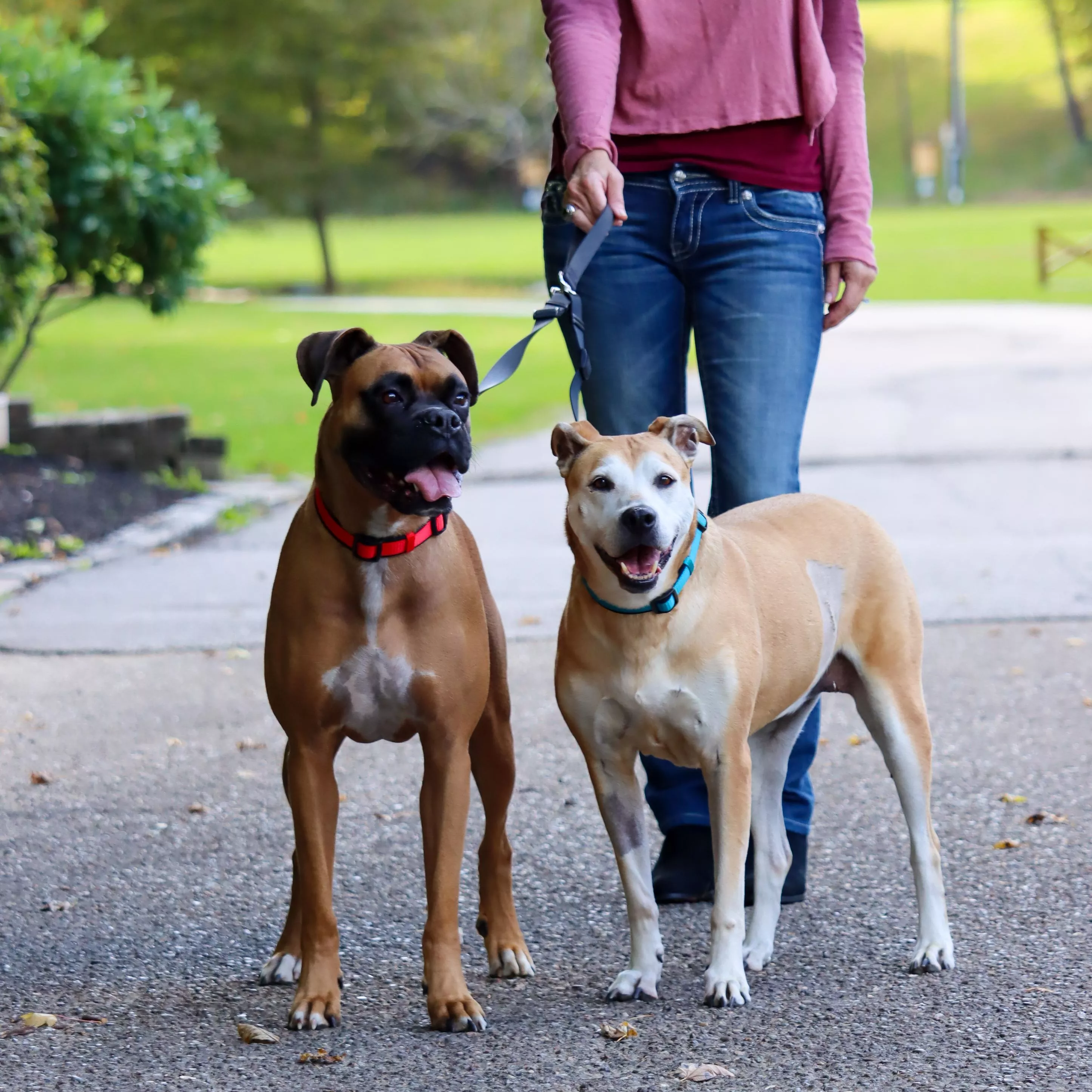 COASTAL Double Dog Walker Leashes - Budpants