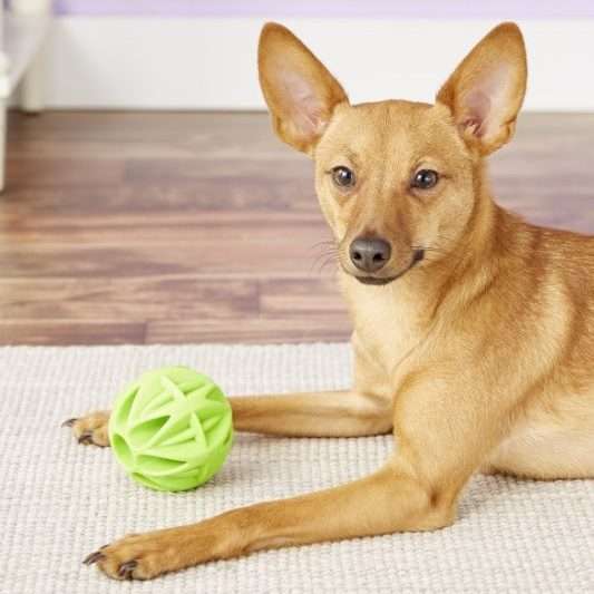 JW Pet Megalast Ball Dog Toy, Color Varies - Budpants