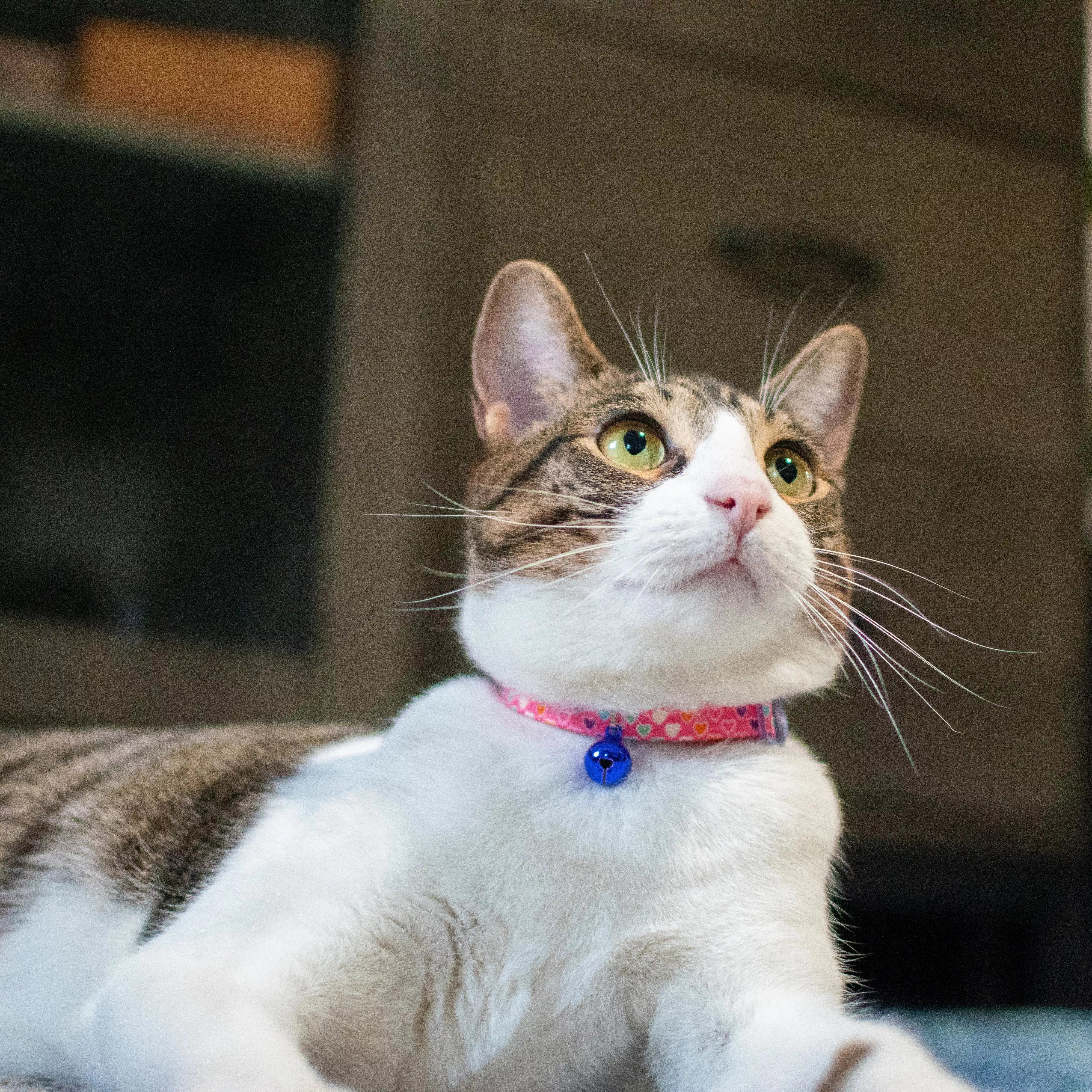 Coastal 3/8in Safe Cat Fashion Adjustable Breakaway Collars - Budpants