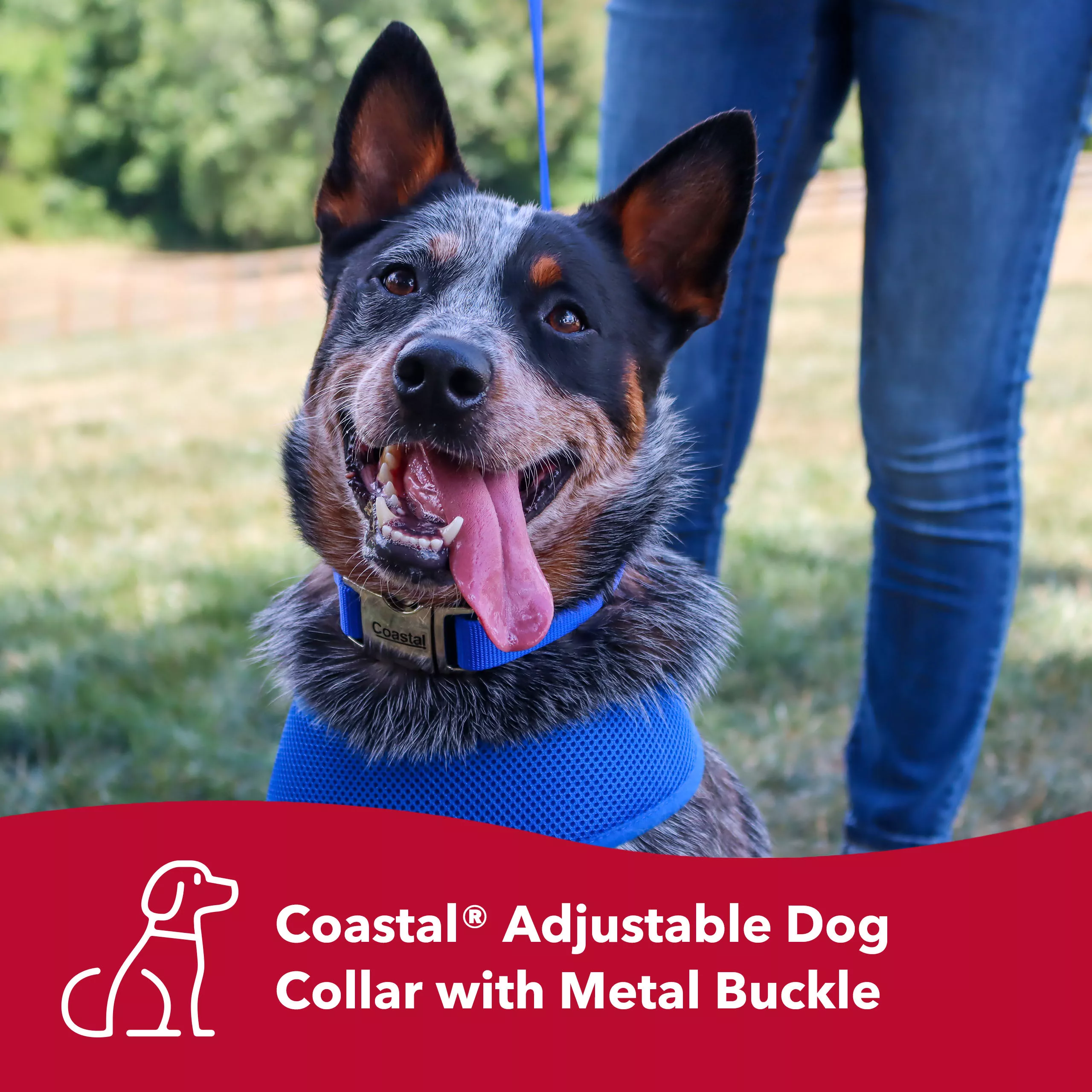 Coastal Adjustable Dog Collar with Metal Buckle - Budpants