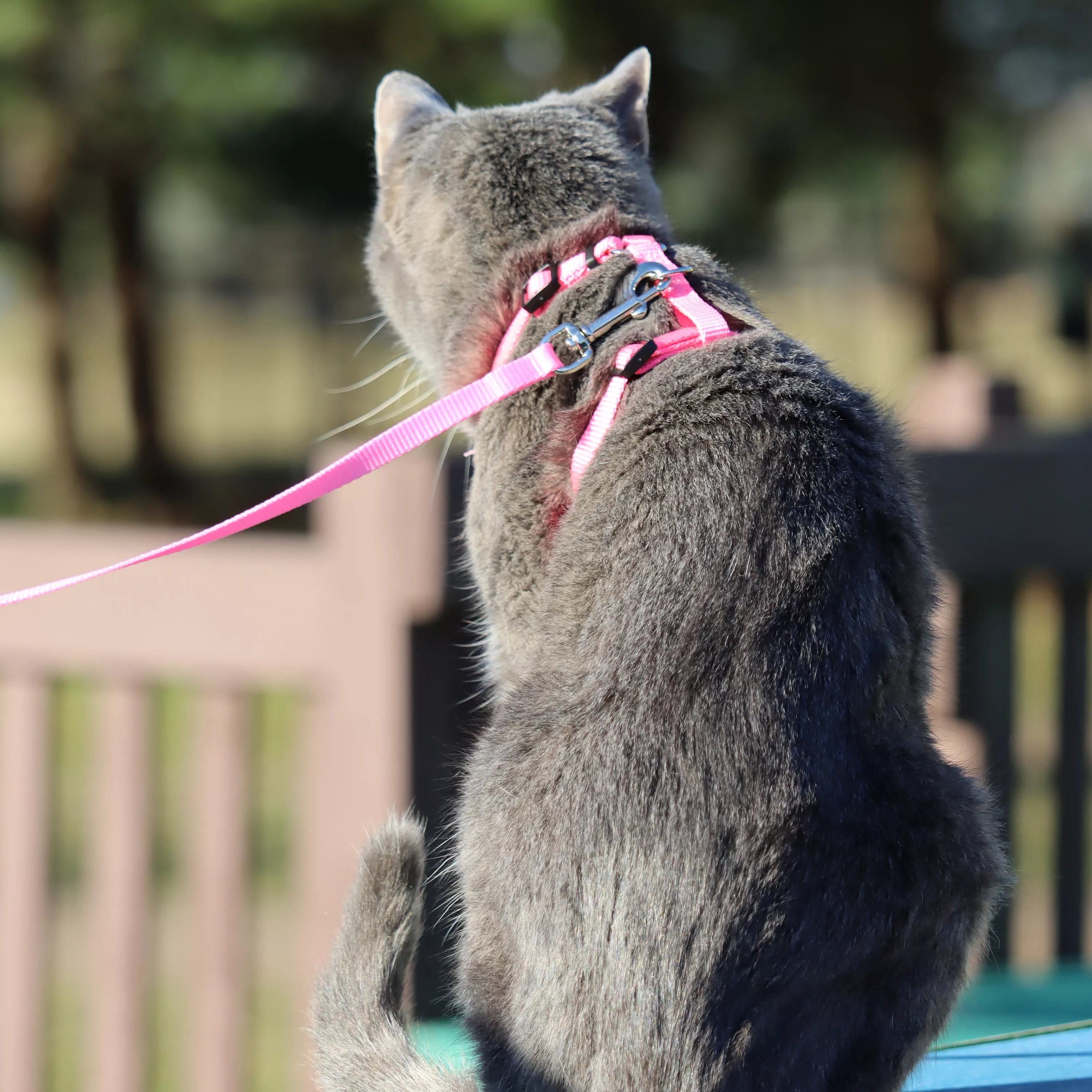 CoastalCat Comfort Soft Cat Harness - Budpants
