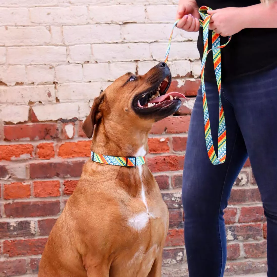 Leader Dogs for the Blind Styles Adjustable Dog Collars - Budpants