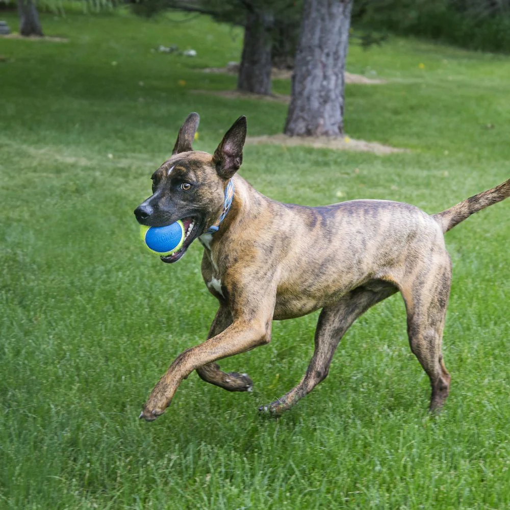 KONG Ultra Squeakair Ball Dog Toy - Budpants