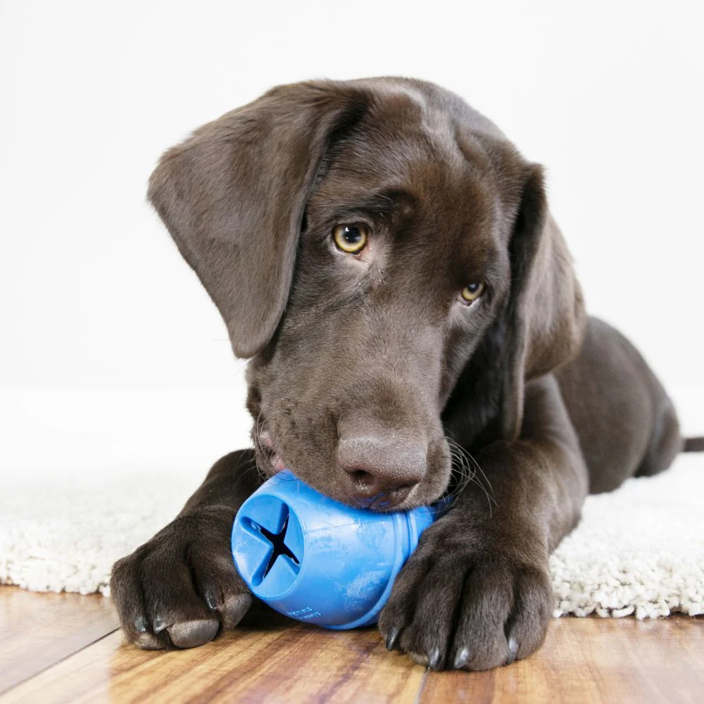 KONG Genius Mike Dog Toy - Budpants