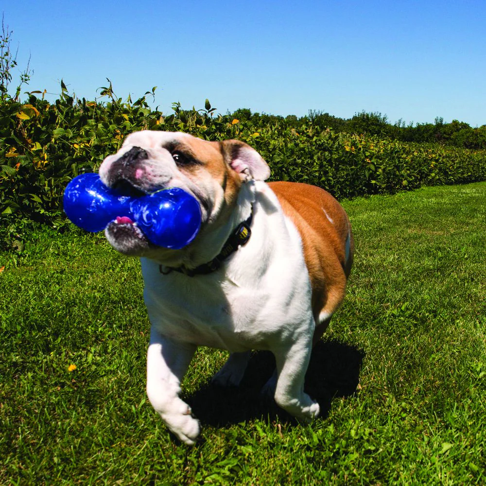 KONG Squeezz Dumbbell Dog Toy - Budpants