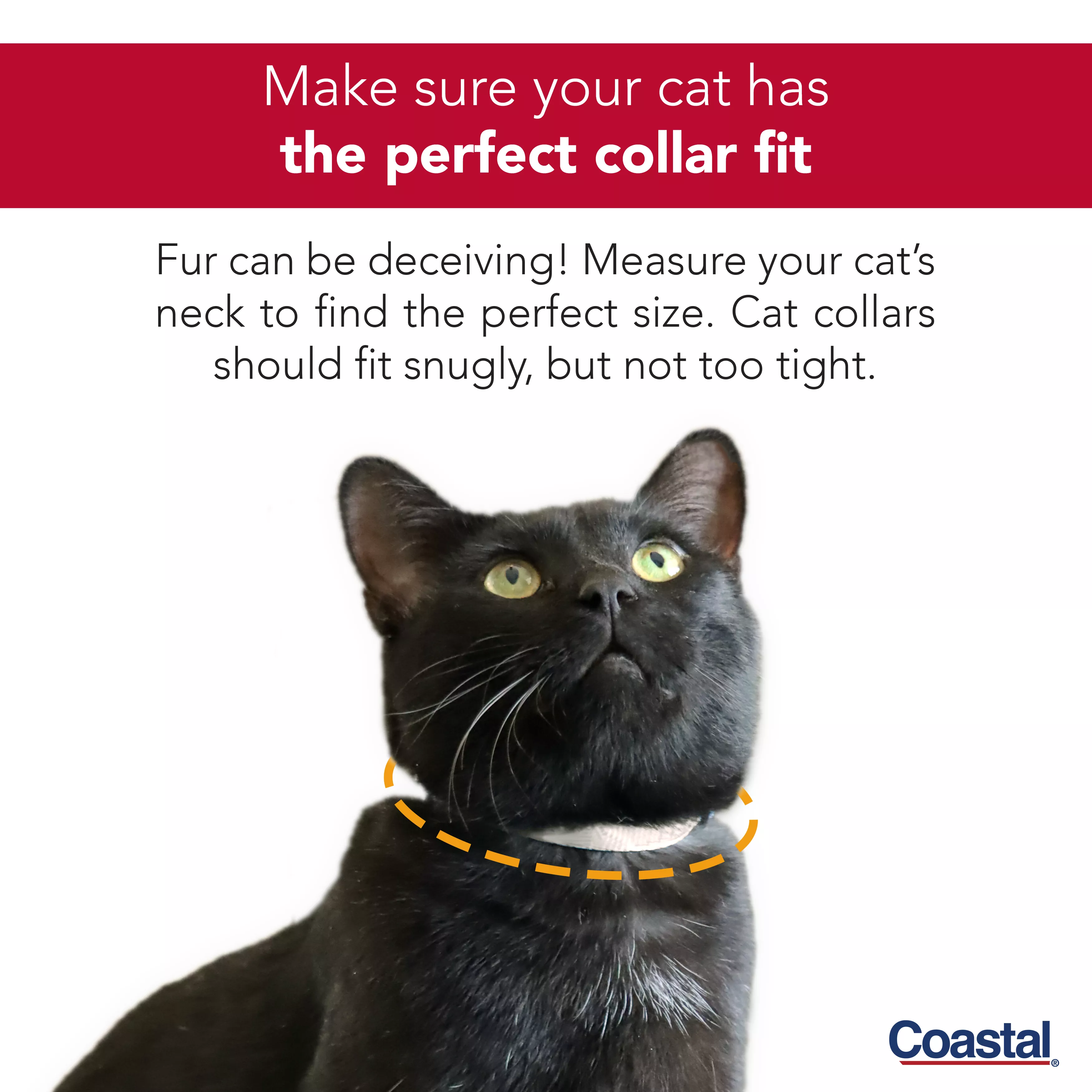 COASTAL LIL PAL ADJUSTABLE KITTEN COLLARS - Budpants