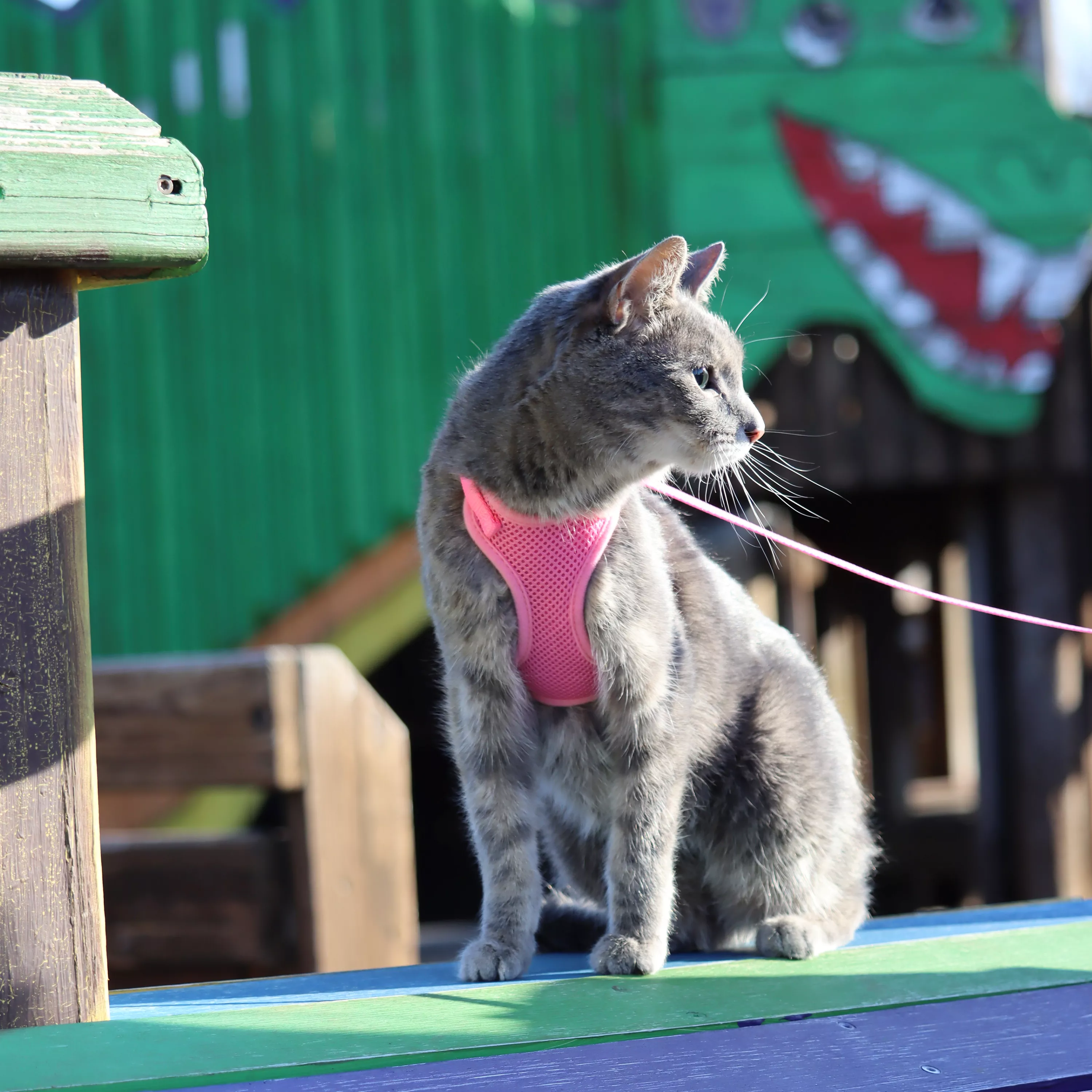 CoastalCat Comfort Soft Cat Harness - Budpants