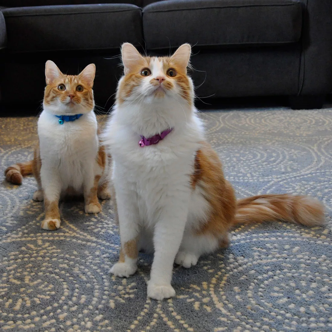 COASTAL 3/8in Safe Cat Adjustable Snag-Proof Breakaway Collars - Budpants