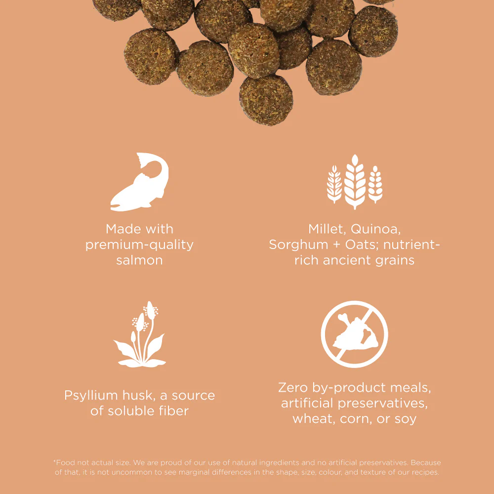 Petcurean Now! Fresh Grain Free Senior Dry Dog Food - Budpants