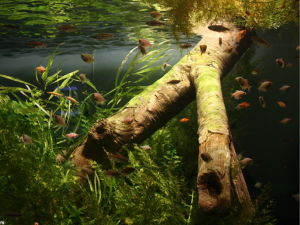 acquario