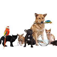 Adatto per vari animali domestici