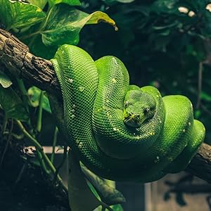 serpente della foresta pluviale, pitone, pioggia, foresta