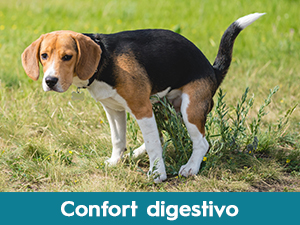 integratori intestino per cani