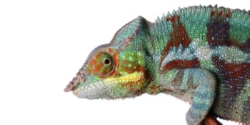 Repiterra terrario
