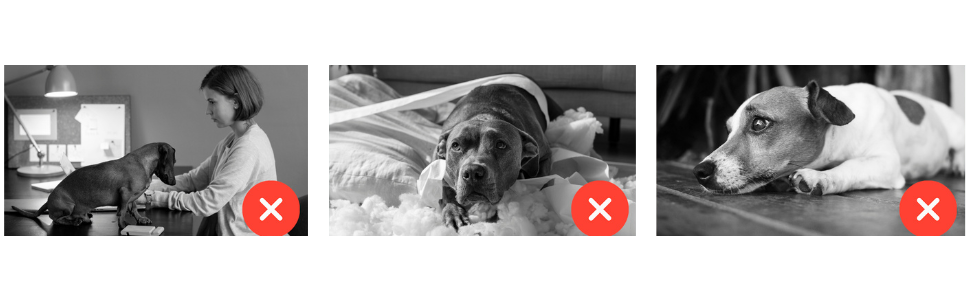 Attività Mentale per Cani