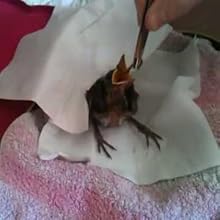 uccellino