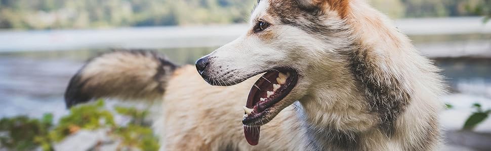 Petfood ItalianWay