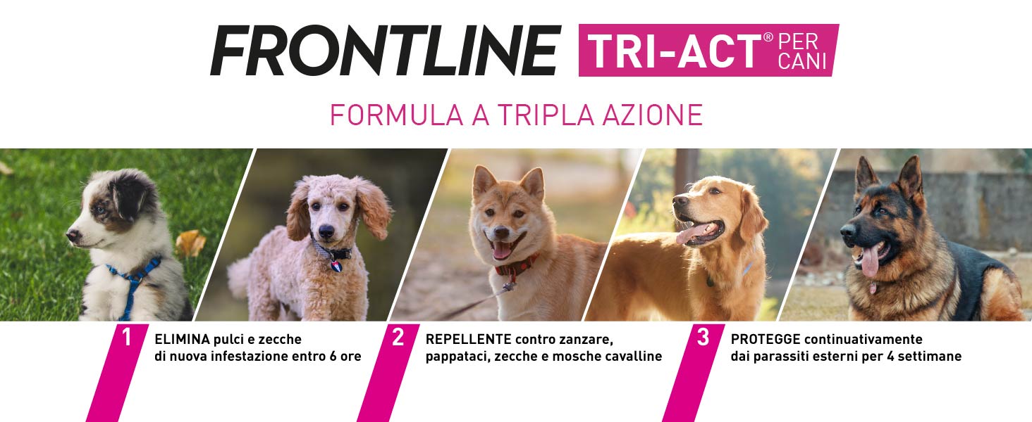 frontline
