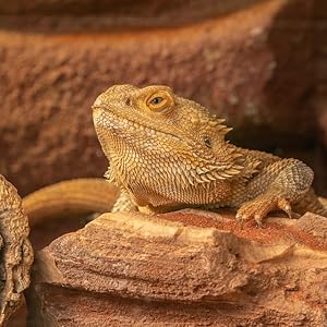 Bartagame terrario innamorato dei terrari