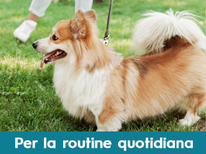 antiprurito per cani